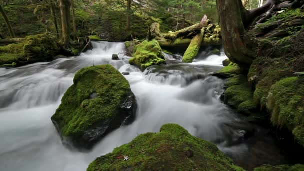 Film haute définition d'une longue exposition à l'eau coulant aux chutes Panther Creek dans le comté de Skamania Washington 1080p
 - Séquence, vidéo
