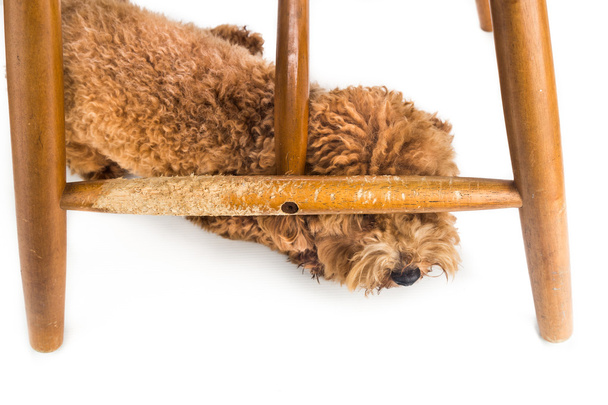 Krzesło drewniane zniszczone przez naughty dog żuć i gryzie. - Zdjęcie, obraz