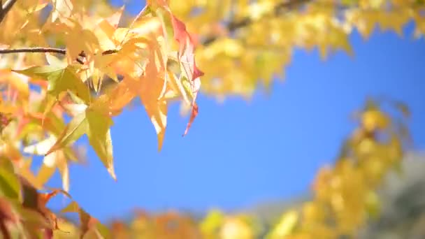 Otoño hojas doradas sobre el cielo
 - Imágenes, Vídeo
