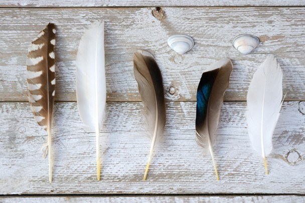 Rangée d'oiseaux, mouette, canard, plumes sur une vieille étagère en bois fond gris blanc avec coquillages de plage de la mer
 - Photo, image
