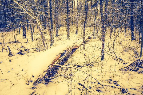Foto vintage de bosque de invierno con nieve
. - Foto, imagen