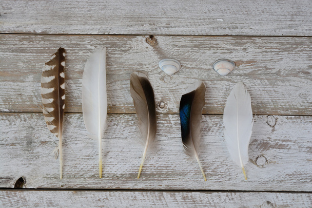 Fila di uccello, gabbiano, anatra, piume su un vecchio scaffale in legno fondo grigio bianco con conchiglie da spiaggia
 - Foto, immagini