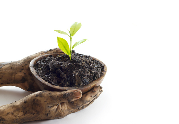 Woman hands protect young tree on soil in wooden bowl on white background - Foto, afbeelding