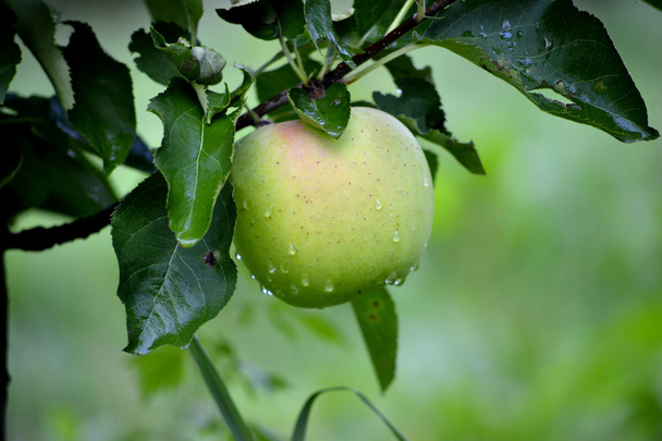 Apfelfrüchte im Oktober erntereif im Obstgarten - Foto, Bild