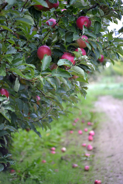 Apple ovoce v říjnu, které jsou připraveny ke sklizni v sadech - Fotografie, Obrázek
