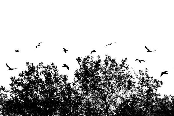 Árvore e ramos com aves voadoras
 - Vetor, Imagem