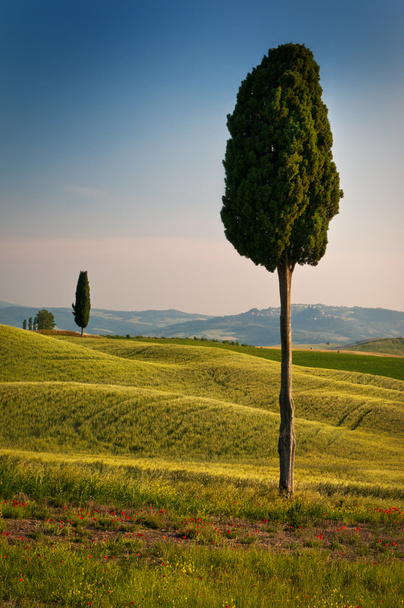 Toscaanse perspectief - Foto, afbeelding