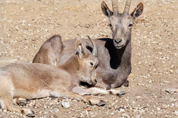 Amour ibex sibérien
 - Photo, image