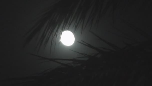 Pełnia księżyca na tropikalnej nocy, sylwetka palmy - Materiał filmowy, wideo