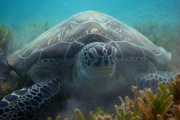 tortuga carey en el fondo del mar
 - Foto, imagen