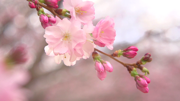 Цветущие сакура с цветами
 - Кадры, видео