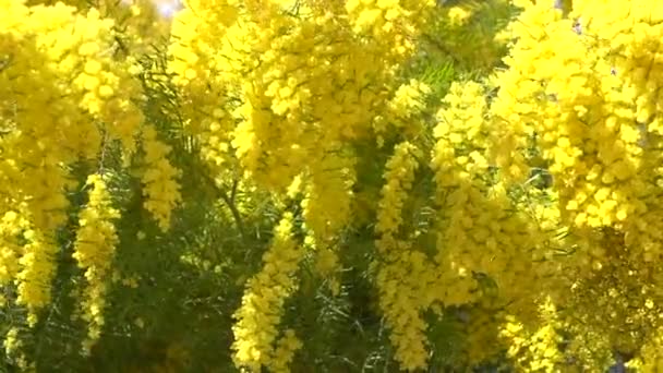 Mimosa tavaszi virágok háttér - Felvétel, videó