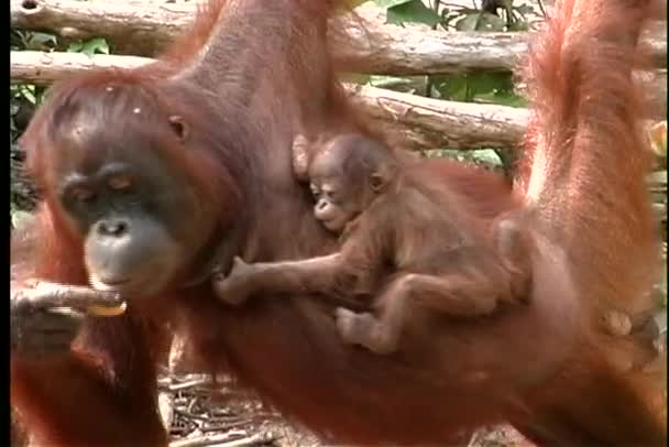 baby orangutan clutches its mother - Materiał filmowy, wideo