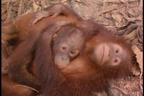An orangutan and its baby cuddle on the forest floor in Sabah, Borneo. - Záběry, video