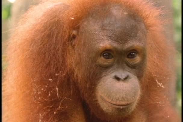 An orangutan looks around. - Video