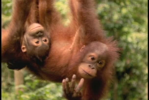 An orangutan and its baby hang upside down in Sabah, Borneo. - Video