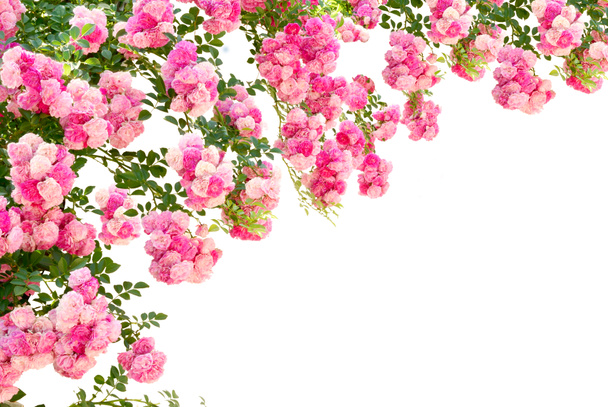 Rosenblüten isoliert auf weißem Hintergrund - Foto, Bild
