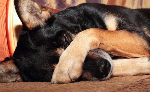 Koiran peittävä nenä
 - Valokuva, kuva