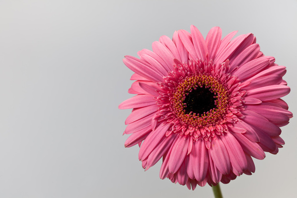 gerbera różowy stokrotka - Zdjęcie, obraz