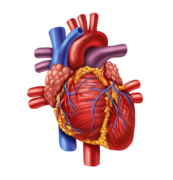 Human Heart - Foto, afbeelding