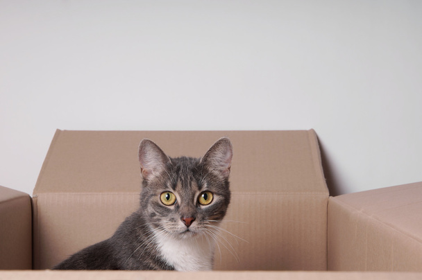 Gato en caja de cartón
 - Foto, imagen
