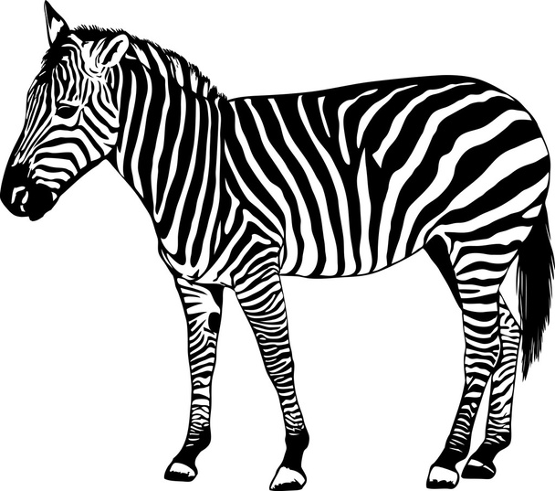 векторная иллюстрация зебры
 - Вектор,изображение