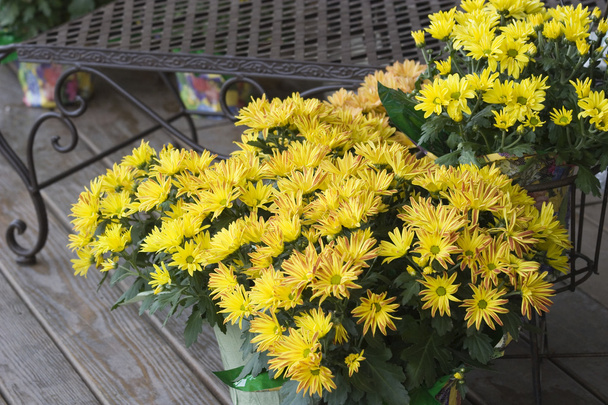 Les mamans jaunes en fleurs
 - Photo, image