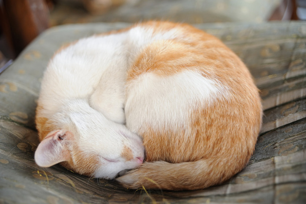 Спляча маленький кіт
 - Фото, зображення
