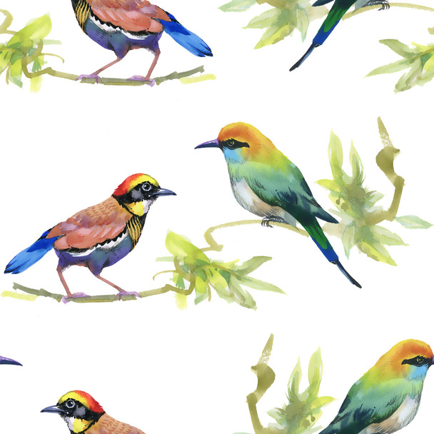 Watercolor colorful Birds - Фото, изображение