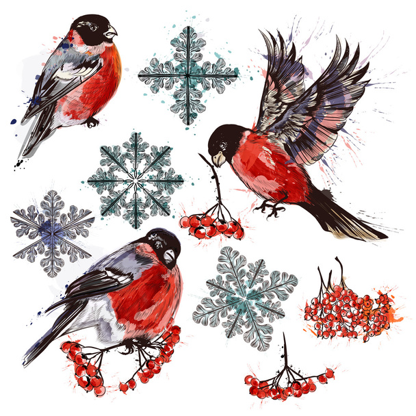 Collection of bullfinch birds, snowflakes and rowan - Vektor, obrázek