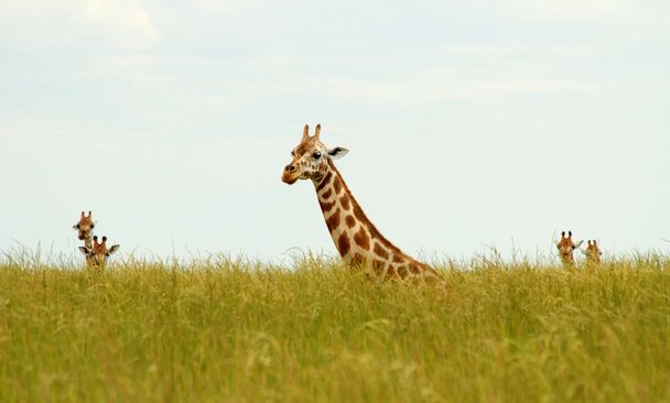 Сидящие жирафы на длинной траве
 - Фото, изображение