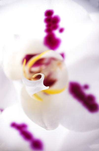 White orchid macro detail - Photo, image