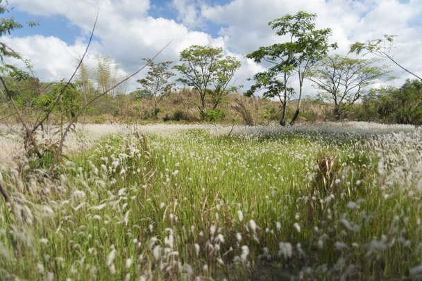 Miscanthusin alue
 - Valokuva, kuva