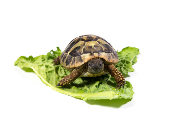 Schildkröte - Foto, Bild