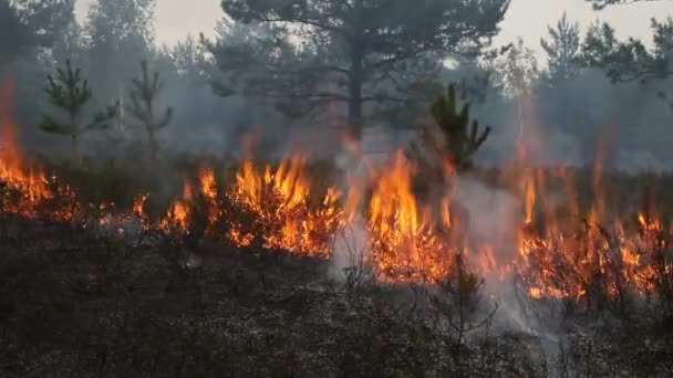 Forest ground fire line - Footage, Video
