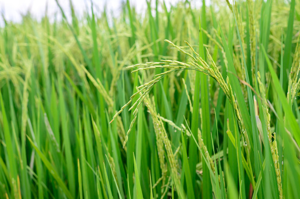 Yeşil çeltik pirinç alan içinde yakın çekim. - Fotoğraf, Görsel