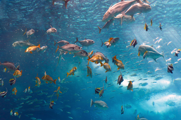 trópusi hal - Fotó, kép