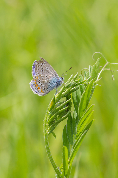 Mariposa azul tachonada de plata
 - Foto, imagen