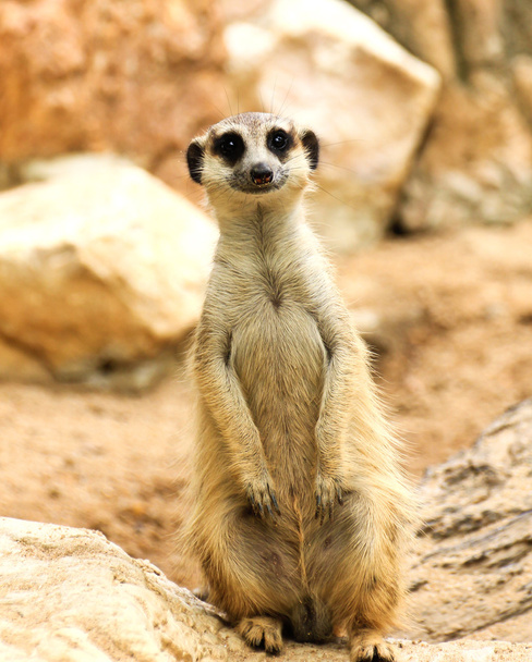 meerkat dans le zoo - Photo, image