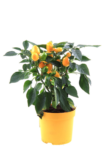Chili Pflanze gelb isolieren - Foto, Bild