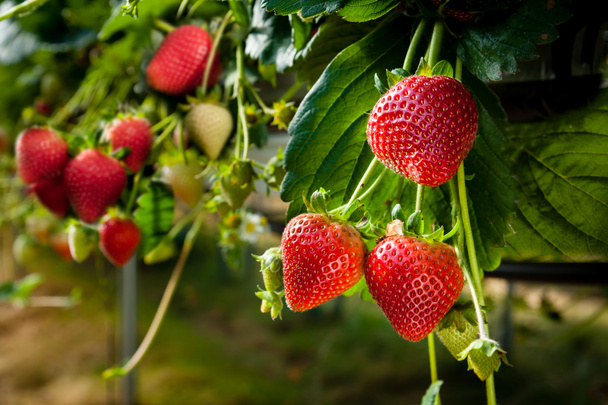 Erdbeeren auf Bewässerungssystem angebaut - Foto, Bild