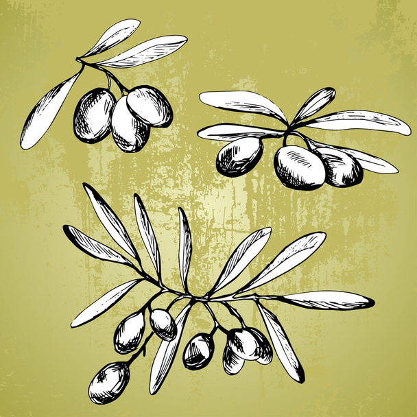 Isolated different hand drawn olive branches - Vektör, Görsel