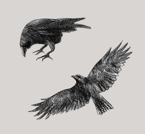 ravens - Vector, Image