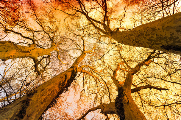 Arbres nus magiques d'une forêt d'automne
 - Photo, image