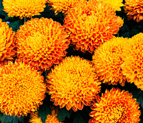 crisantemo naranja
 - Foto, Imagen