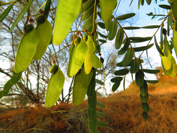 L'albero tipu sudamericano (Tipuana tipu
). - Foto, immagini
