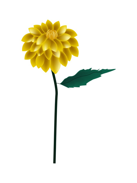 Flor amarilla de Dahlia sobre un fondo blanco
 - Vector, Imagen
