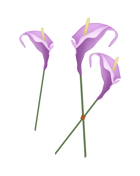 紫アンスリウムの花や白いフラミンゴの花 - ベクター画像