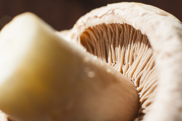 Close-up of underside of champignon mushroom - Photo, Image