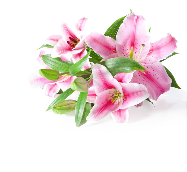 pink lilies ' bunch - Photo, image